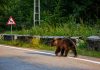 Mesaje RO-ALERT în Neamț după apariția unor urși în Piatra-Neamț, Farcașa și Bicaz Chei