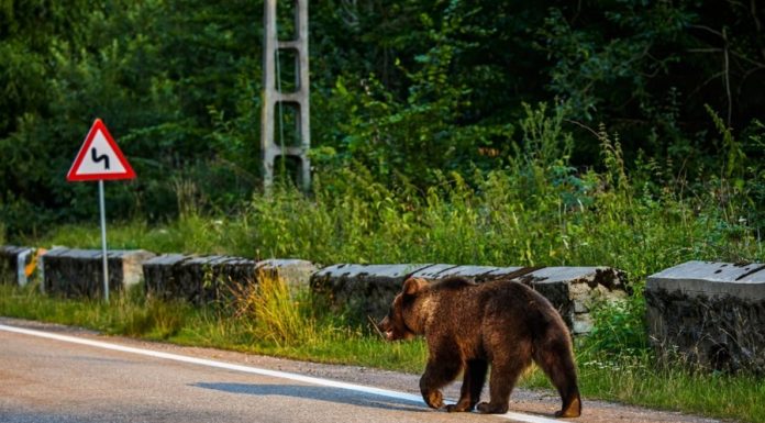 Mesaje RO-ALERT în Neamț după apariția unor urși în Piatra-Neamț, Farcașa și Bicaz Chei