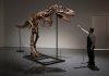De ce avea T-Rex brațe atât de mici? Cercetătorii cred că au găsit explicația și este mai simplă decât crezi
