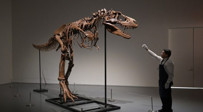 De ce avea T-Rex brațe atât de mici? Cercetătorii cred că au găsit explicația și este mai simplă decât crezi