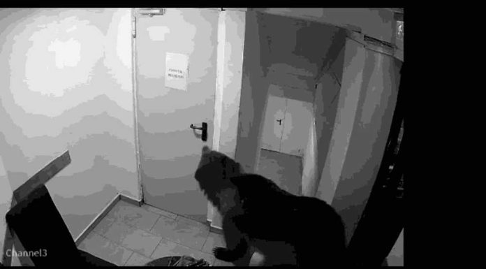 Un urs a intrat într-un hotel din Poiana Brașov. Angajații, revoltați de intervenția lentă a autorităților