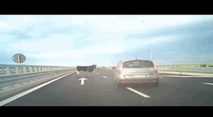 Scenă crâncenă pe A7: mai multe vaci au căzut dintr-un camion care circula pe autostradă în zona Buzăului
