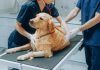 Mesajul viral al unui veterinar român despre traumele meseriei: „Profesia asta ne ucide! Avem la îndemână instrumentele propriei distrugeri”