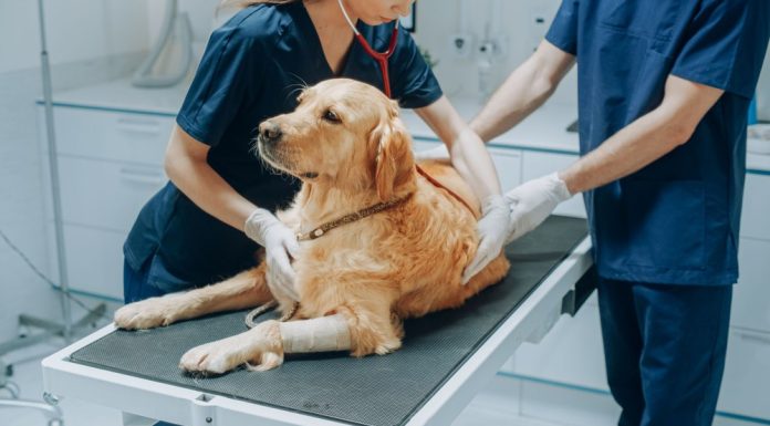 Mesajul viral al unui veterinar român despre traumele meseriei: „Profesia asta ne ucide! Avem la îndemână instrumentele propriei distrugeri”