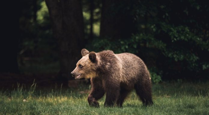 Momentul în care un turist bulgar este mușcat de urs, în zona Barajului Vidraru. Autoritățile au emis mesaj Ro-Alert