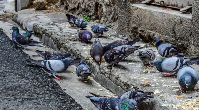 Românii, revoltați de porumbeii din orașe: „Bucureștiul pute. De ce tot îi hrănesc oamenii?”
