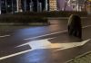 Panică în stațiunea Sinaia: un urs a fost văzut pe Bulevardul Ferdinand, unde circulația pietonală este intensă. Autoritățile au transmis mesaje RO‑ALERT