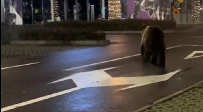 Panică în stațiunea Sinaia: un urs a fost văzut pe Bulevardul Ferdinand, unde circulația pietonală este intensă. Autoritățile au transmis mesaje RO‑ALERT