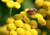 Studiu în premieră. „Apocalipsa insectelor” provoacă malnutriția oamenilor în câteva regiuni