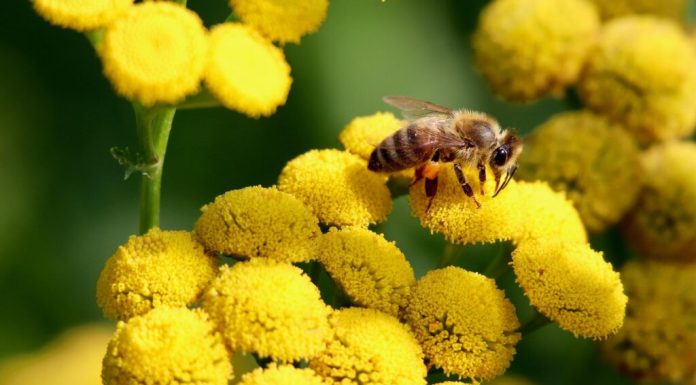 Studiu în premieră. „Apocalipsa insectelor” provoacă malnutriția oamenilor în câteva regiuni