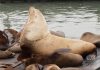 Un leu de mare gigant, de 900 de kilograme, a șocat turiștii dintr-un loc emblematic din SUA: „E ca un Volkswagen”. VIDEO