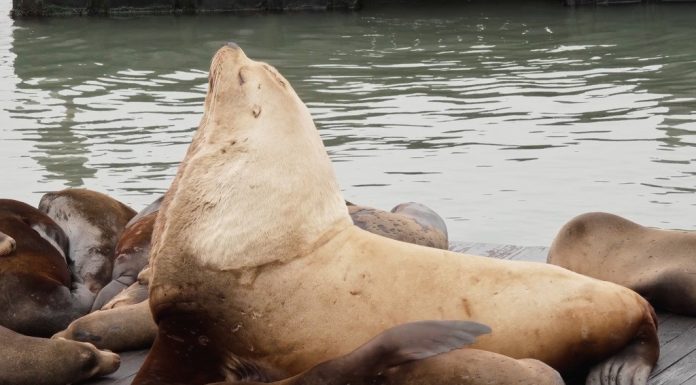 Un leu de mare gigant, de 900 de kilograme, a șocat turiștii dintr-un loc emblematic din SUA: „E ca un Volkswagen”. VIDEO