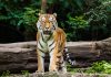 Povestea tigrului care a mâncat 436 de oameni în Nepal și India. Un singur vânător i-a venit de hac