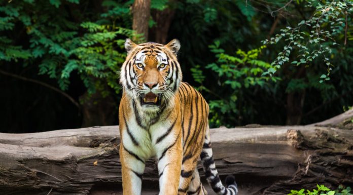 Povestea tigrului care a mâncat 436 de oameni în Nepal și India. Un singur vânător i-a venit de hac