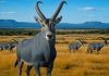 Specia de mamifer dispărută pe care cercetătorii SUA încearcă să o readucă la viață după 200 de ani de la extincție prin „tehnologia Jurassic Park”