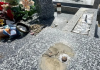 Doi români au jefuit 15 cimitire în Franța. Compatrioții au despodobit monumente funerare de zorzoanele de bronz, efigii, și statuete