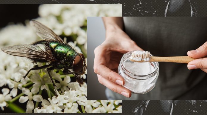 Cele 2 produse naturale care te ajută să scapi de muștele din casă
