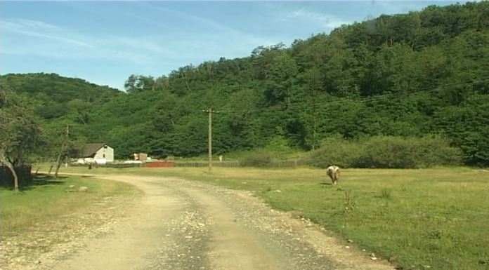 Romsilva anunţă recuperarea definitivă a peste 4.600 de hectare din pădurea Nadăş, după două decenii de litigii