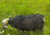 Un fermier și-a îmbrăcat oile în armură pentru a alunga lupii. Invenția i-a deranjat pe oameni