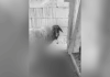 Aproape 80 de oi au fost ucise de câinii fără stăpân din Slatina. Imaginile de la fața locului sunt cutremurătoare