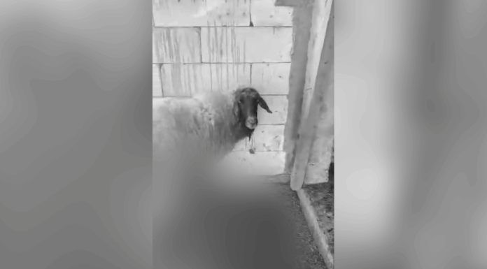 Aproape 80 de oi au fost ucise de câinii fără stăpân din Slatina. Imaginile de la fața locului sunt cutremurătoare