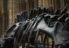 Un nou dinozaur gigant a fost identificat pe baza unor fosile descoperite în Thailanda