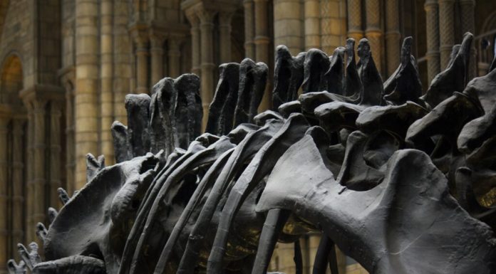 Un nou dinozaur gigant a fost identificat pe baza unor fosile descoperite în Thailanda
