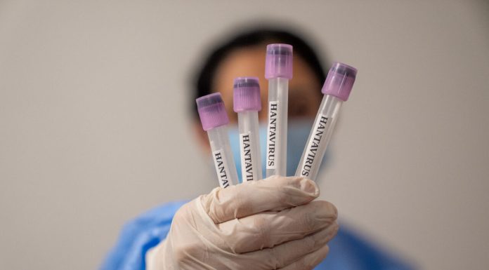 Panica provocată de hantavirus, nejustificată. OMS anunță că noul virus nu va provoca următoarea pandemie