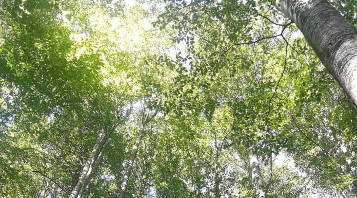 Administraţia Fondului pentru Mediu anunţă bugetele pentru 2026: Investiţii majore în infrastructura locală, energie verde şi economie circulară