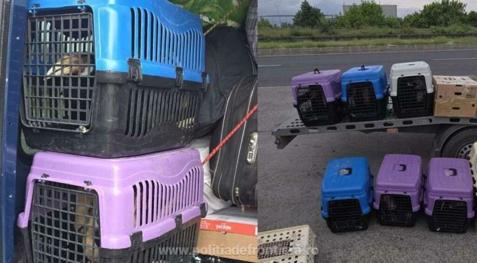 Un bulgar a vrut să intre în România cu 47 de păsări exotice în microbuz