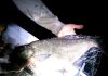 Braconieri prinși pe un lac din județul Bacău. Au fost găsite peste 100 de kilograme de pește