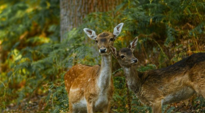 Un grup de observatori de păsări din Serbia a strâns bani pentru a cumpăra un habitat forestier. Iubitorii de natură au donat