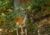 Un grup de observatori de păsări din Serbia a cumpărat un „petec” de pădure. Iubitorii de natură au donat