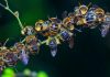 „Apocalipsa insectelor”, fenomenul alarmant ce duce la pierderea polenizatorilor la nivel global