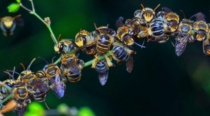 „Apocalipsa insectelor”, fenomenul alarmant ce duce la pierderea polenizatorilor la nivel global