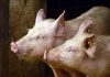 Criză în România la fermele de porci. Sunt cerute urgent măsuri predictibile de susținere