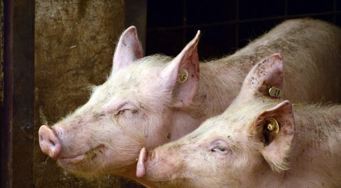 Criză în România la fermele de porci. Sunt cerute urgent măsuri predictibile de susținere