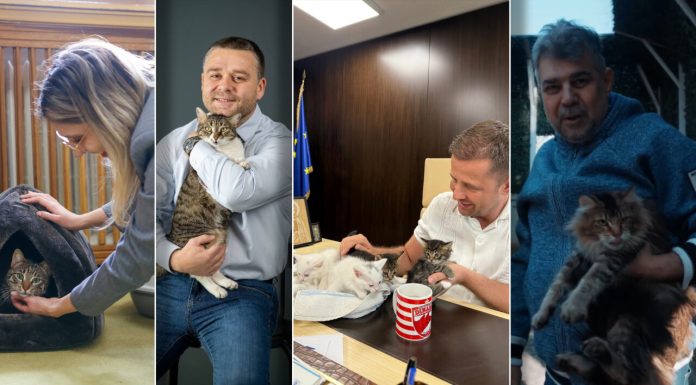 Pisicuțele din politica românească. Topul felinelor care au făcut carieră în România, țara cu cei mai mulți iubitori de pisici din Europa