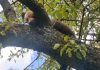 Pui de urs, recuperat de jandarmi dintr-un copac în apropierea municipiului Sighișoara