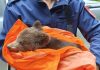 Braşov: Pui de urs abandonat de mama lui, capturat pe Tâmpa/ Ursuleţul, care era foarte slăbit şi deshidratat, a fost predat reprezentanţilor rezervaţiei de la Zărneşti