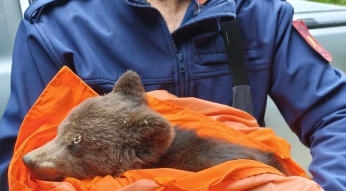 Braşov: Pui de urs abandonat de mama lui, capturat pe Tâmpa/ Ursuleţul, care era foarte slăbit şi deshidratat, a fost predat reprezentanţilor rezervaţiei de la Zărneşti