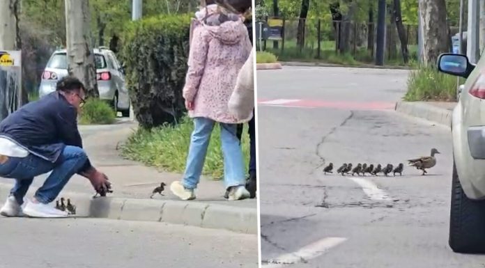 Imaginile zilei. Cum a ajutat un bărbat un cârd de rațe să treacă o stradă din Constanța
