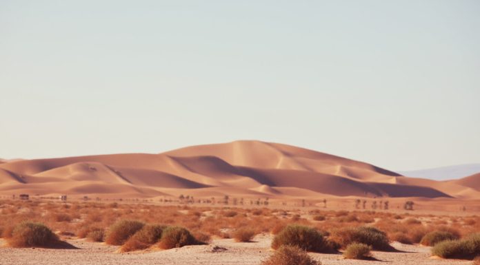 Au plantat copaci în Sahara, dar totul părea „mort”. Ce s-a întâmplat după ce au eliberat 500 de broaște țestoase
