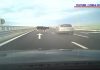 ”Vine vaca, cumetre!”. Incident grav pe A7. Patru vaci au căzut dintr-o maşină pe şosea. Șoferii le-au evitat la limită