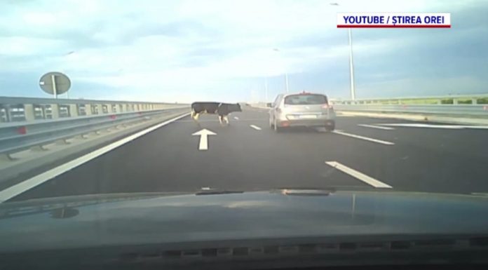 ”Vine vaca, cumetre!”. Incident grav pe A7. Patru vaci au căzut dintr-o maşină pe şosea. Șoferii le-au evitat la limită