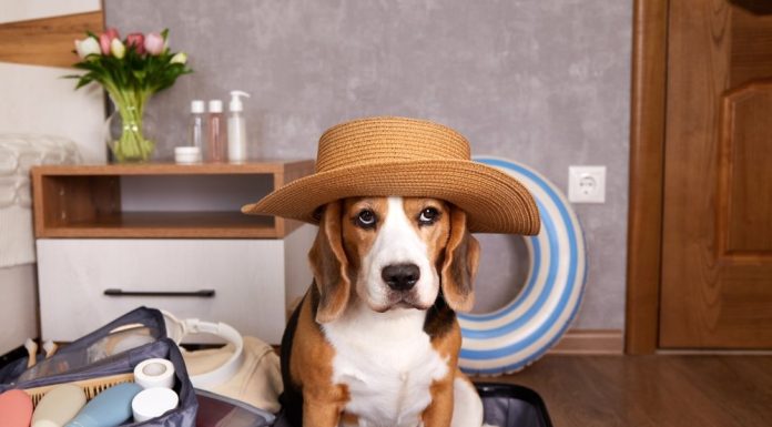 Animale de companie în vacanță. Acte și reguli de transport
