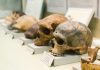 Descoperire uimitoare. Neanderthalienii tratau cariile cu unelte din piatră acum 60.000 de ani