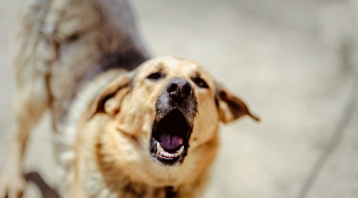 Tragedie în Buzău: un copil de 4 ani a murit după ce a fost atacat de un câine