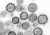 Hantavirus – experții lucrează la ghiduri pentru limitarea primului focar