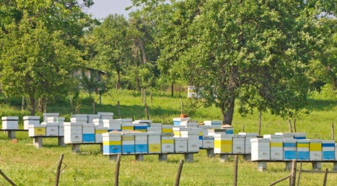 Rușii caută un camion cu albine care a venit din Uzbekistan. Operațiunea a început în urmă cu o lună